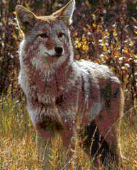 COYOTE