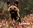 LYCAON