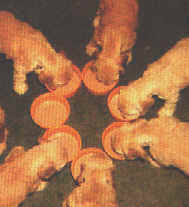 LES 1er REPAS DES PUPPYS
