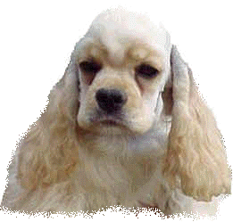 COCKER BLOND