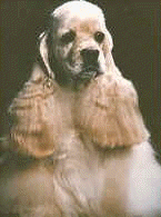 dog buff