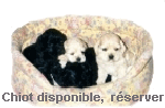 CHIOTS DISPONIBLE OU  RESERVER
