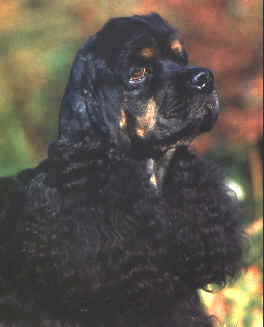 FORMAN'S MAJIC JOHN-SON