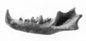 DENTS