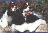 BINGO&MACINTOSH