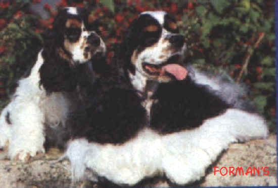 CHIENS TRICOLORES
