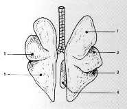 DETAIL ORGANE