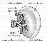 DETAIL ORGANE