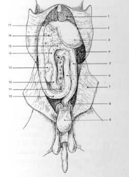 DETAIL ORGANE