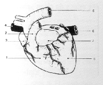 DETAIL ORGANE