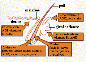 PEAU