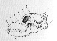 VUE LATERALE TETE